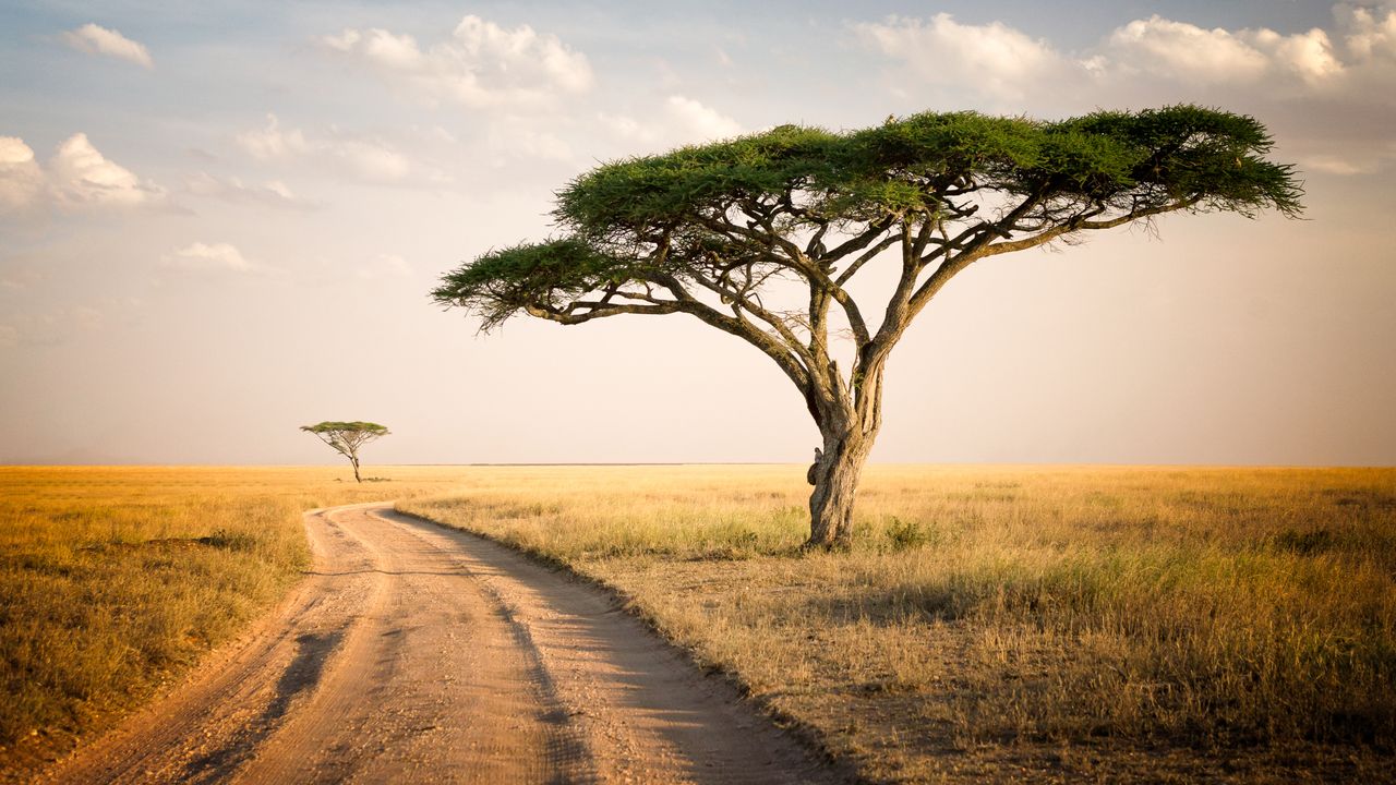 "Ngorongoro-krateret og Bwindi Impenetrable Forest: Oplev Afrikas Wildlife på Safari Ture"
