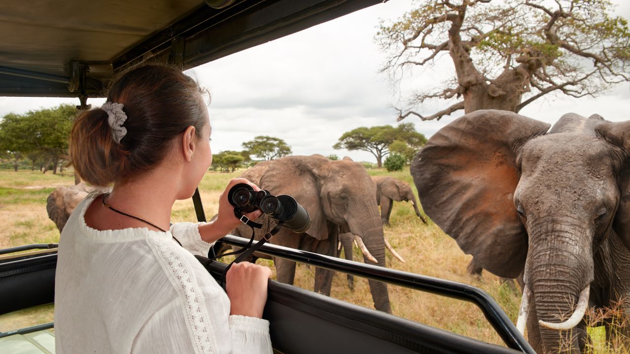 "Oplev Afrikas vilde dyreliv på en unik safari tur | Lake Manyara, Bwindi, Ngorongoro"