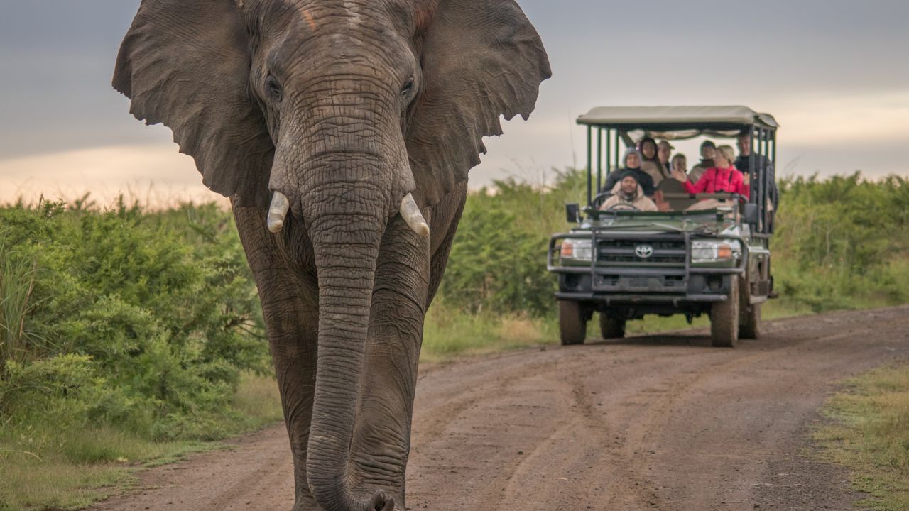 "Oplev Kenyas Utrolige Natur og Dyreliv: Tana River, Shimba Hills, Lake Nakuru"