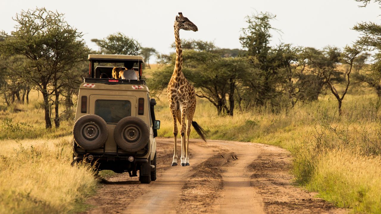"Nostalgiske rejser til Afrika: Amboseli, Victoria Falls og Kgalagadi"
