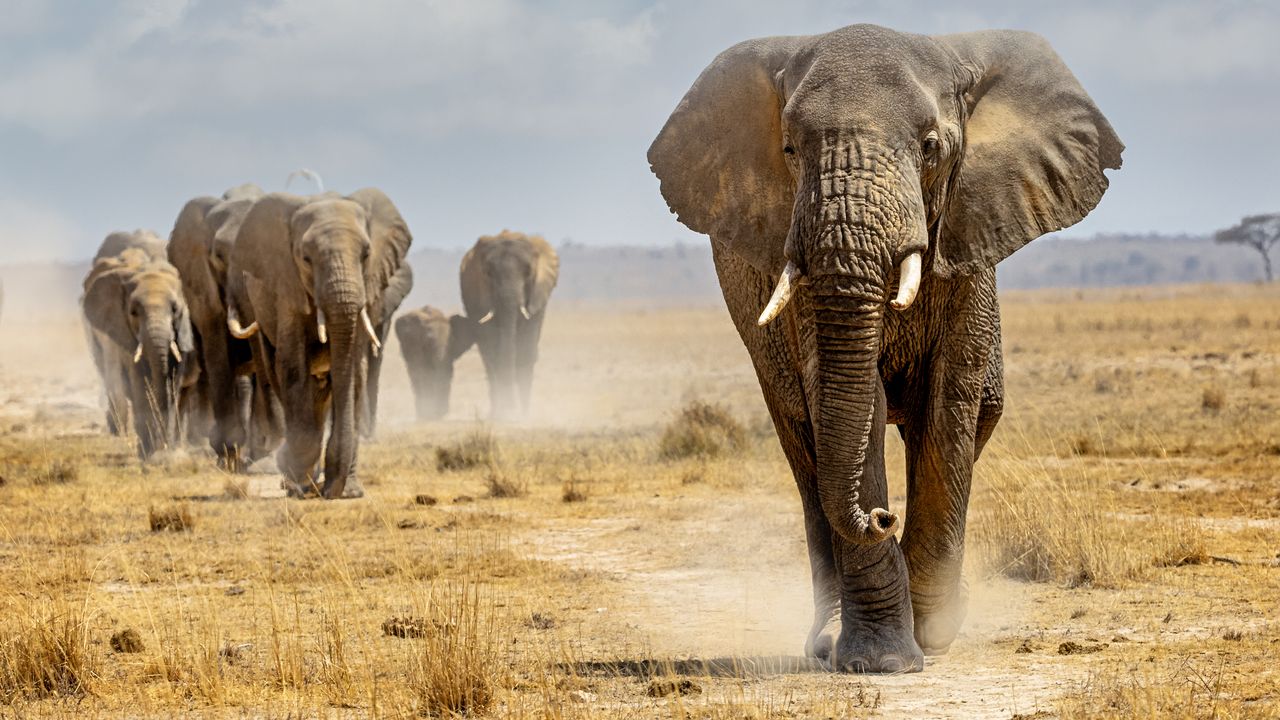 Oplev Etosha National Park: Safari Ture og Big Five