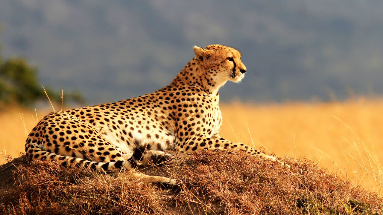 "Udforsk Kenyas naturskønne skatte: Lake Naivasha, Hell's Gate National Park og Tana River Primate Reserve"