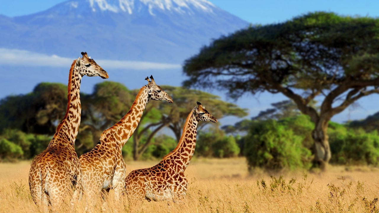 "Opdag Kenya: Samburu, Diani Beach & Mount Kenya"