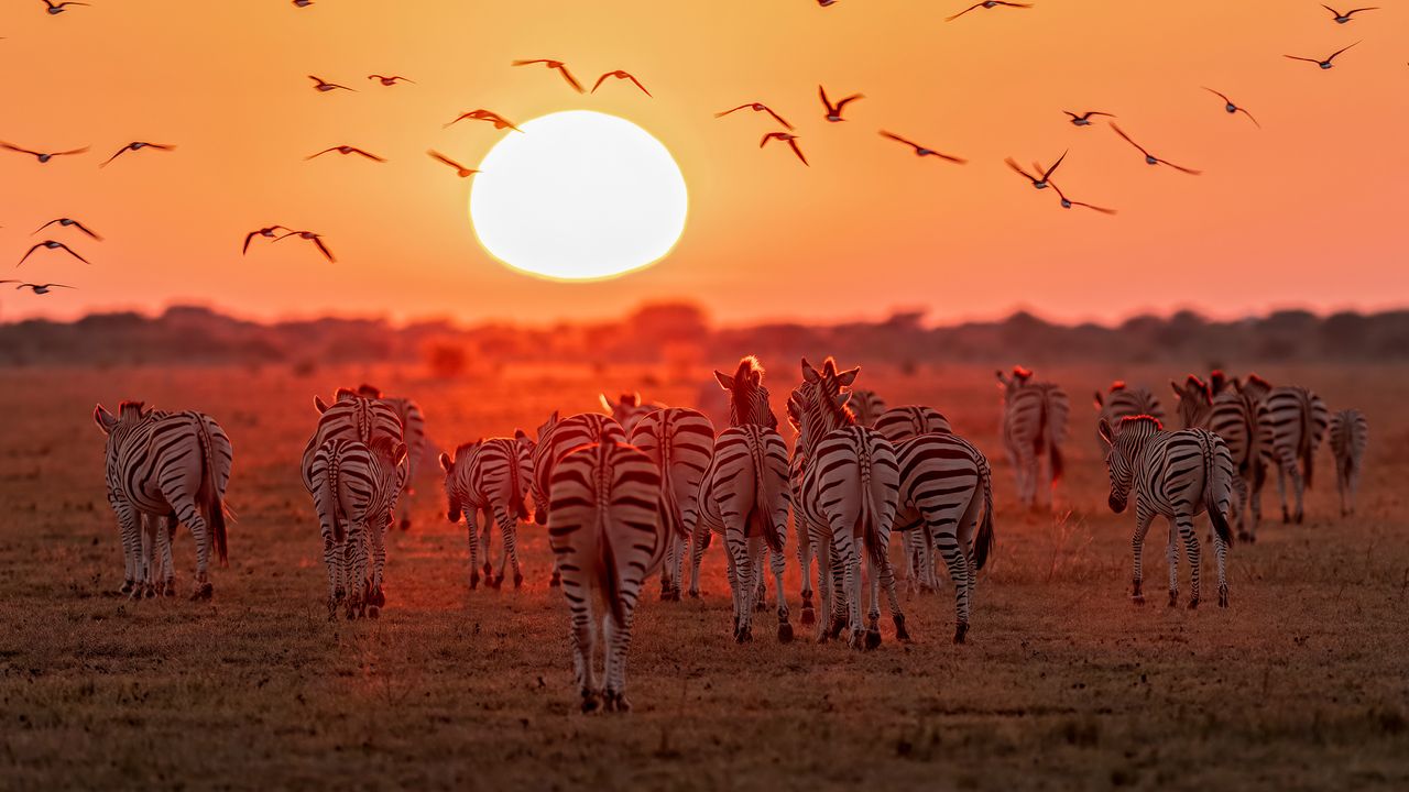 "Oplev Safari Eventyret i Queen Elizabeth National Park"